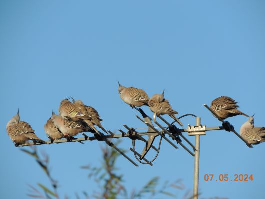 A reason for bad TV-Receiving are Pigeons